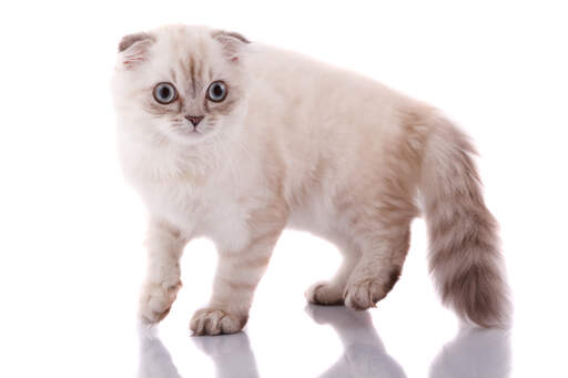 adorable scottish fold kittens