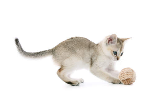 A singapura playing with a toy