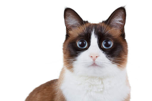 A beautiful Snowshoe cat with big bright eyes
