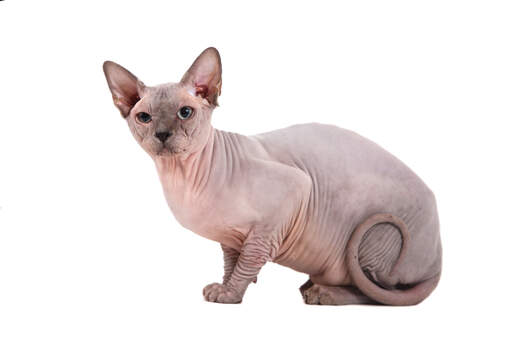 A young alert sphynx cat