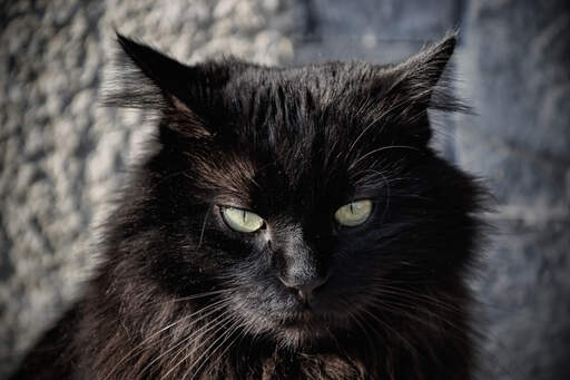 A black tiffanie cat