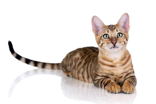 A toyger cat lying with itslong banded tail