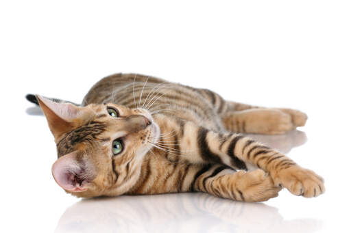 A toyger is a domestic cat designed to look like a tiger