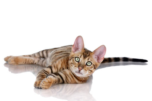A happy toyger stretching