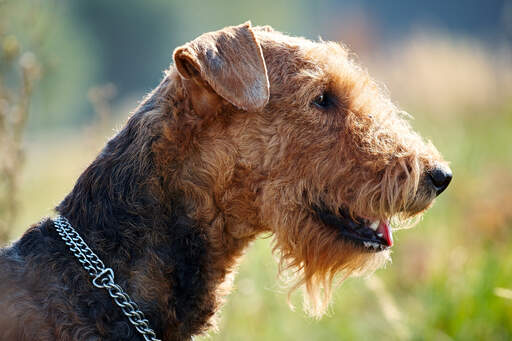 A close up of an airedale terrier's wiry coat and scruffy beard