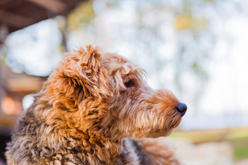 An airedale terrier's beautiful thick, red coat