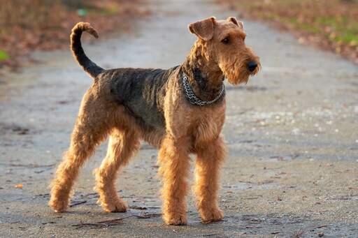 An airedale terrier standing tall, awaiting a command from it's owner
