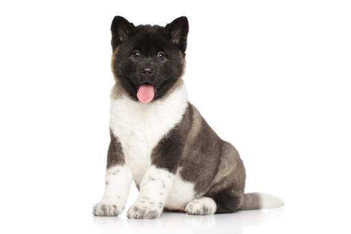 A happy young akita sitting with his tongue out