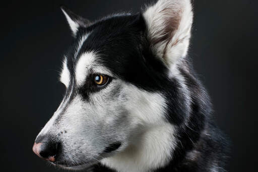 A close up of an alaskan malamute's beatiful eyes