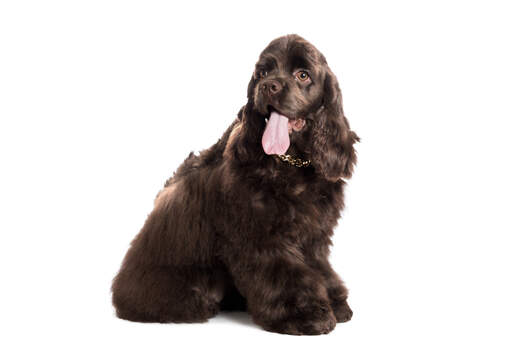 A GorGeous american cocker spaniel with long soft ears