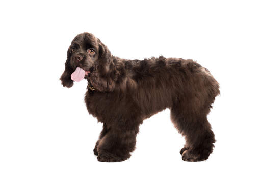 A lovely chocolate brown american cocker spaniel with amber eyes