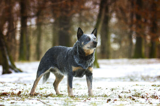 A beautiful australian cattle dog, standing tall with it's ears perked