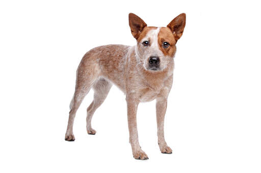 Short hair australian hot sale cattle dog