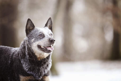 An adult australian cattle dog with a lovely, thick, wiry coat