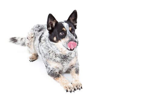 An australian cattle dog with a lovely mottled coat 