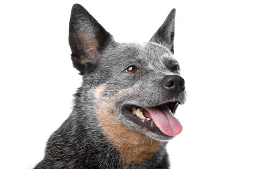 The characteristic pointed ears of the australian cattle dog