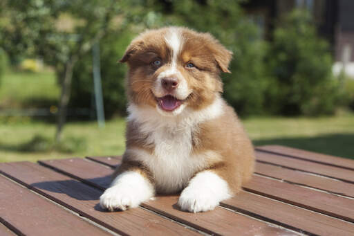 A beautiful australian shepherd puppy with dazzling eyes