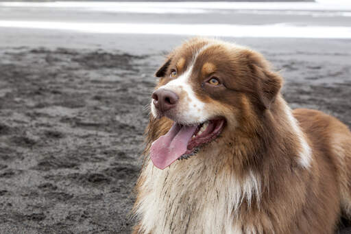 are australian shepherds good with chickens