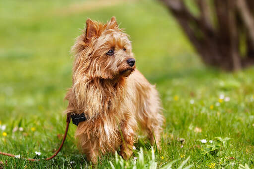 A lovely australian terrier with a floppy ginger coat