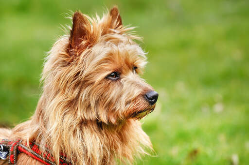 A lovely little australian terrier with alert pointy ears