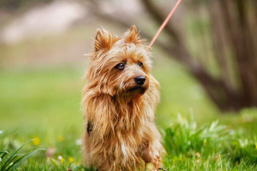 A beautiful australian terrier with GorGeous dark eyes