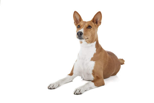 A beautiful young brown and white basenji lying down