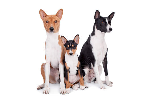 A family of three lovely basenjis