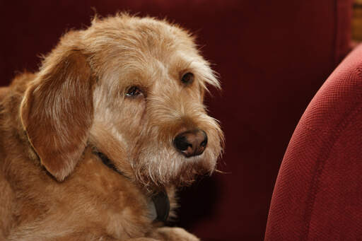 A GorGeous basset fauve de bretagne with a cute little nose