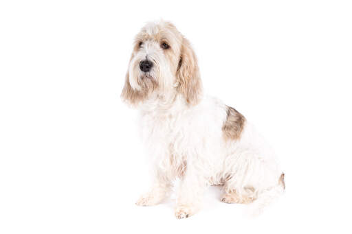 A beautiful basset griffon vendeen grand sitting down