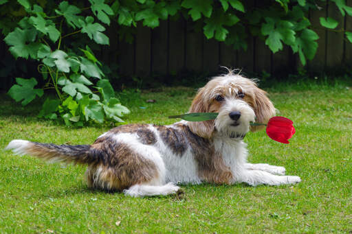 Ikke vigtigt at straffe molekyle Basset Griffon Vendeen (Petit) Dogs | Dog Breeds