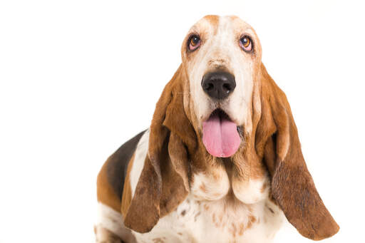 A close up of an adult basset hound's beautiful ears