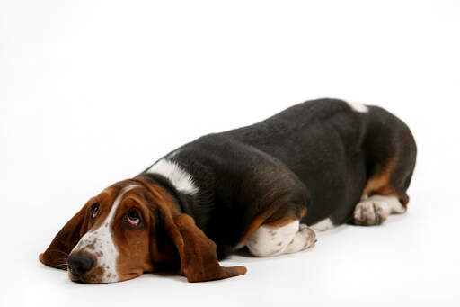 A lovely young basset hound lying down with it's eyes wide open
