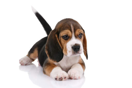 A beautiful beagle puppy attempting to lay still