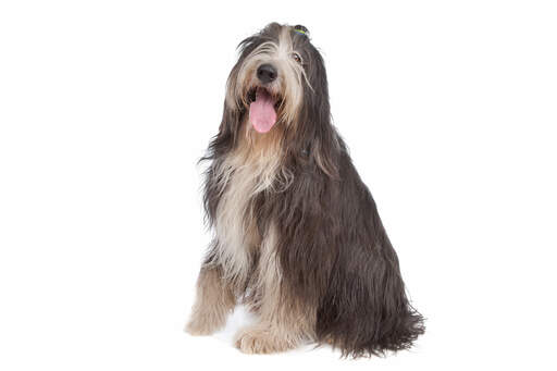 A beautiful young adult bearded collie