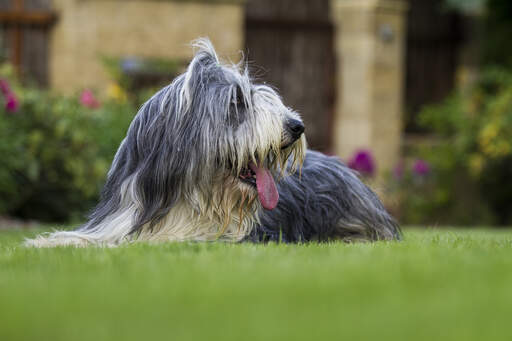 A lovely adult bearded collie, lying on the grass with it's tongue out