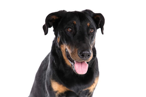 A close up of a beauceron's obedient eyes