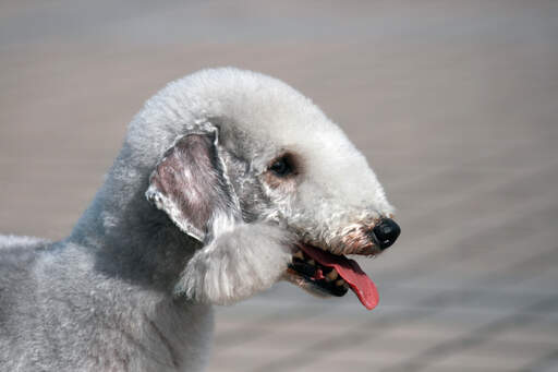 A close up of a bedlington terrier's lovely white hair and pointed nose