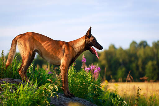 A belgian malinois showing off it's wonderful physique