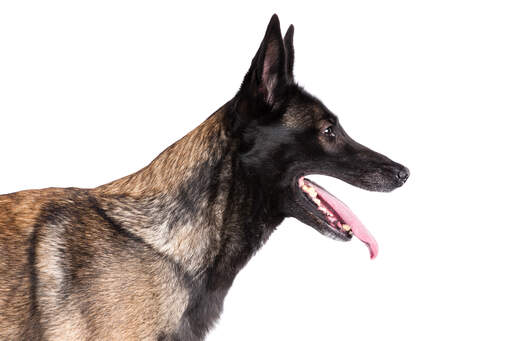 A close up of a belgian malinois' strong head shape and pointed ears