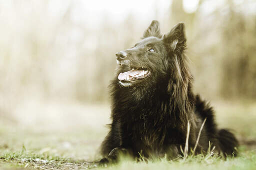 A beautiful belgian shepherd dog (groenendael) lying down on a walk