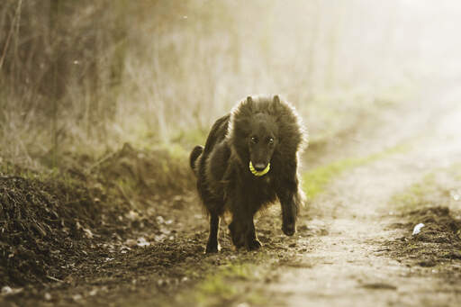 A fluffy belgian shepherd dog (groenendael) running with a ball