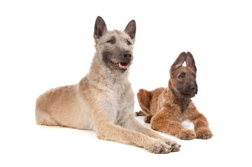 A young and adult belgian shepherd dog (laekenois) lying next to each other