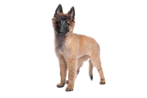 A GorGeous belgian shepherd dog (tervueren) puppy