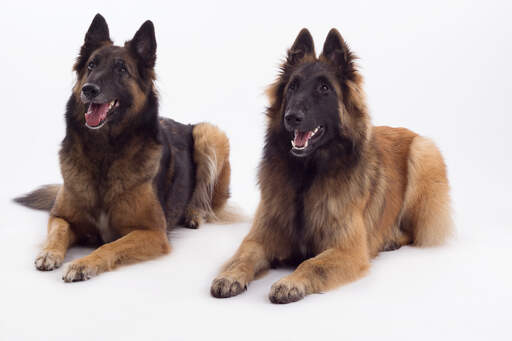 Two belgian tervurens enjoying each others company