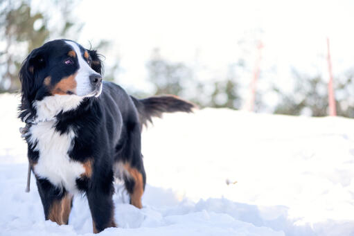 An adult bernese mountain dog enjoying some exercise in the Snow