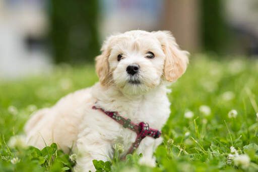 A bichon frise having a deserved rest on the grass