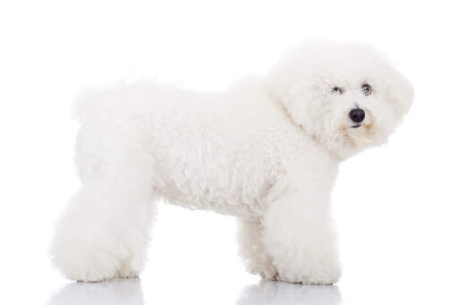 A healthy young bichon frise with a beautifully groomed coat