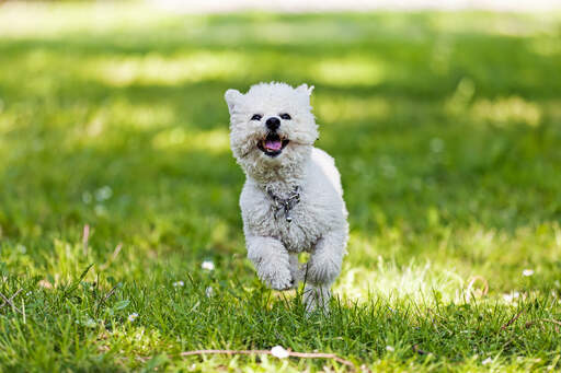 A young, healthy bichon frise bounding across the grass