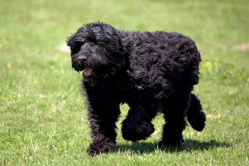 A black russian terrier's beautiful, long body and giant paws