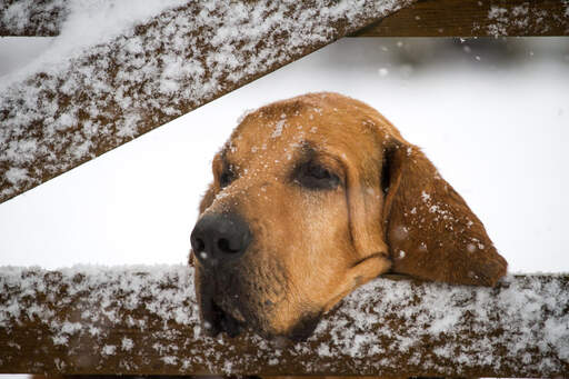 A bloodhound resting it's head on a gate in the Snow